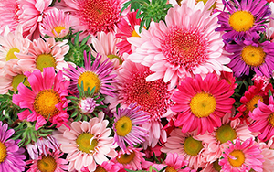 Floricultura Colina